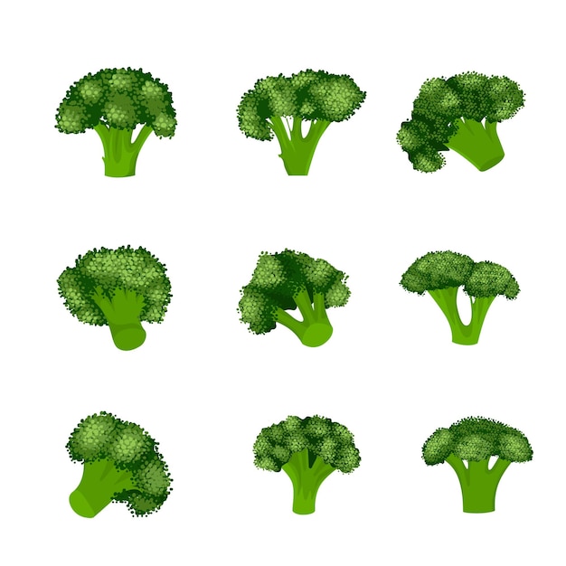 Vector broccoli plantaardige vector illustratie geïsoleerd op witte achtergrond
