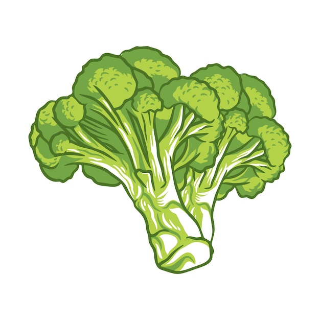 Broccoli plantaardige verse boerderij gezonde voeding illustratie geïsoleerd op een witte achtergrond