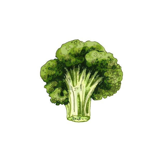 Broccoli. vector color vintage hatching illustration isolated on a white background.