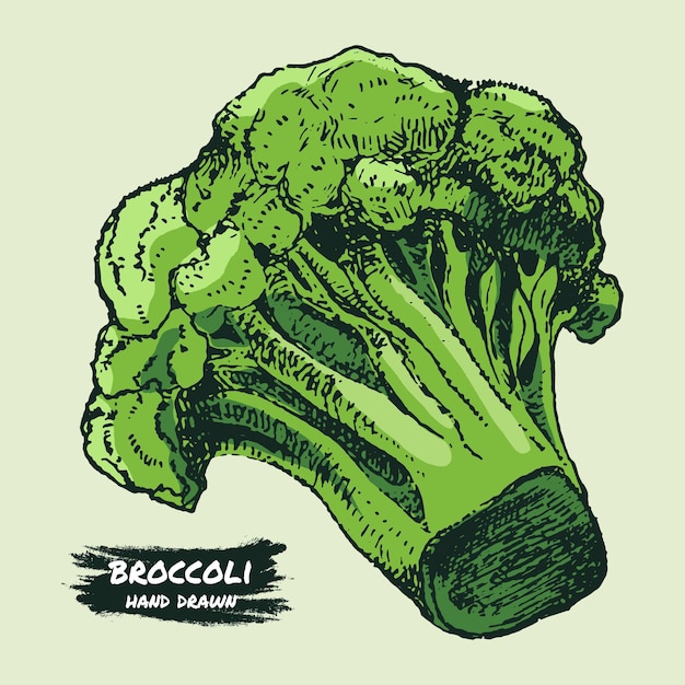 Disegno vettoriale di broccoli oggetto disegnato a mano isolato illustrazione di stile inciso vegetale schizzo dettagliato di cibo vegetariano prodotto del mercato agricolo