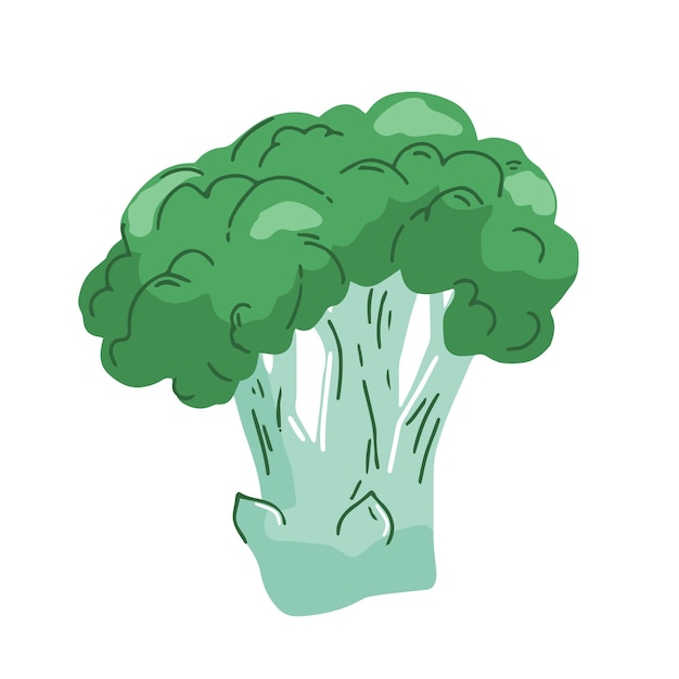 Vector broccoli vector illustratie pictogram geïsoleerd op wit.