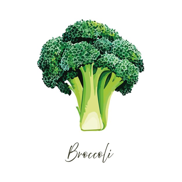 Vettore illustrazione vettoriale del broccolo