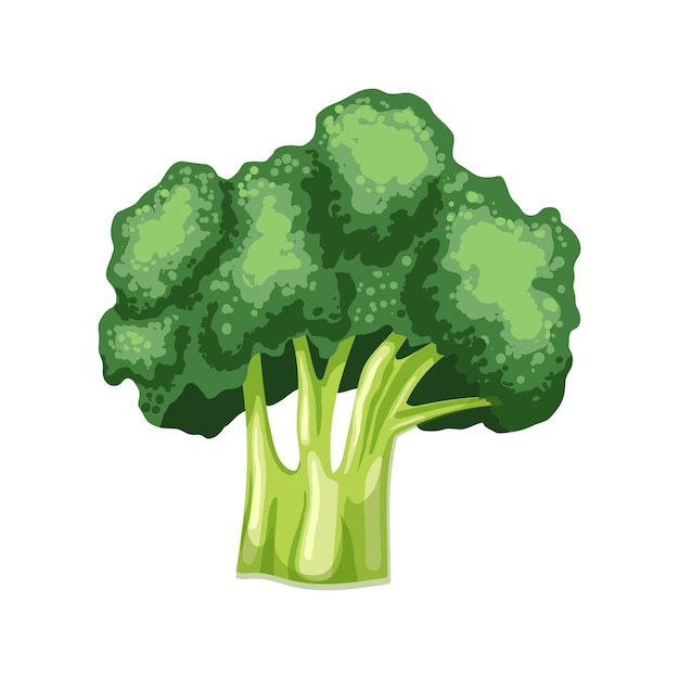 Broccoli verse cartoon vectorillustratie