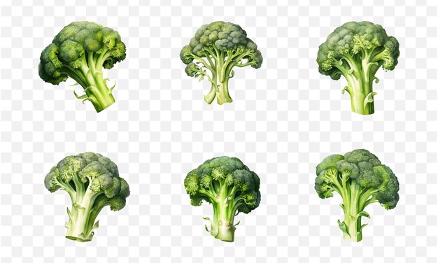 Broccoli in watercolor graphic element