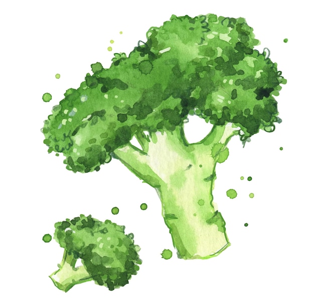 Vector broccoli watercolor illustration