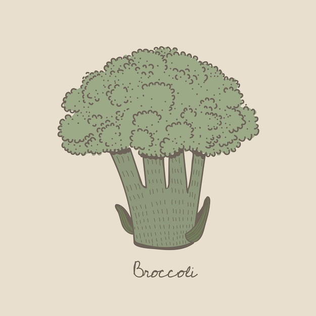 Un broccolo