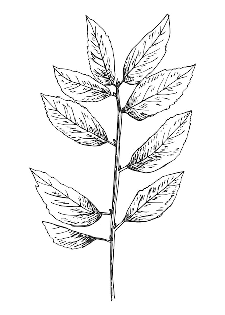Сломанная ветвь с векторным рисунком листьев