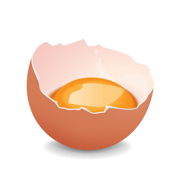 Vector broken egg with yolk. realistic