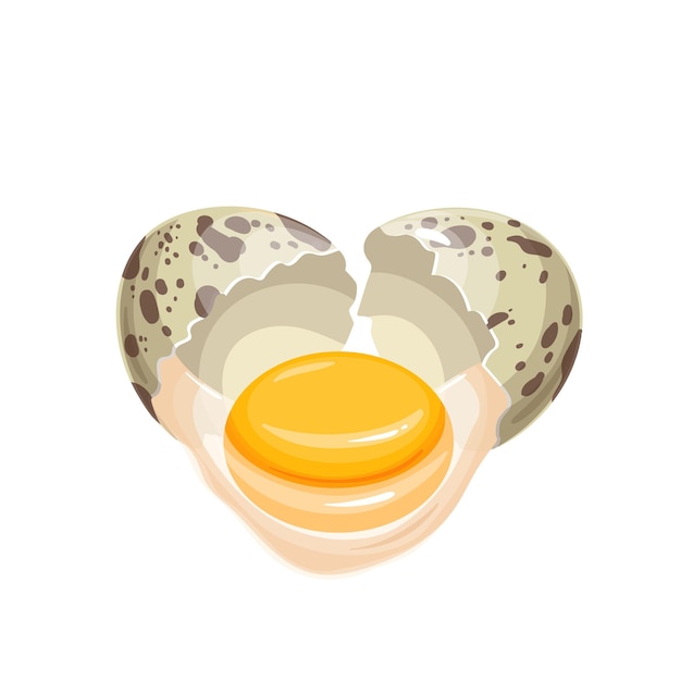 Broken the falling brown quail egg vector illustration