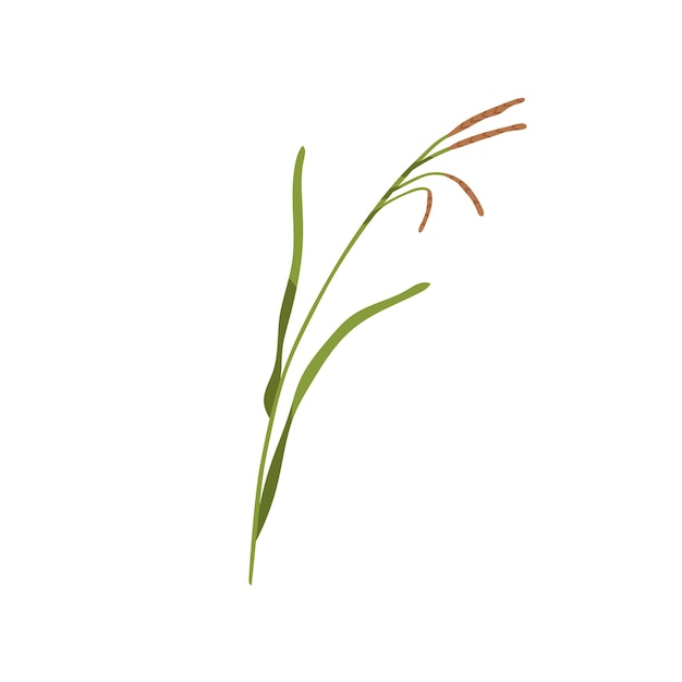 Vector brome grass. bromus inermis, botanical drawing. wild field plant on stem with leaves. herbaceous flora. colored flat vector illustration isolated on white background.