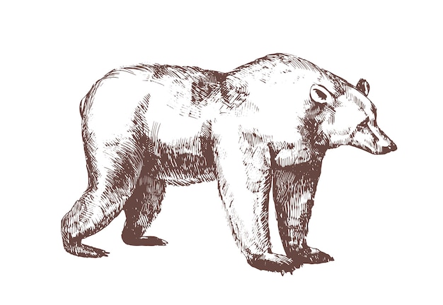 Бурый медведь рисованной с контурными линиями на белом фоне.