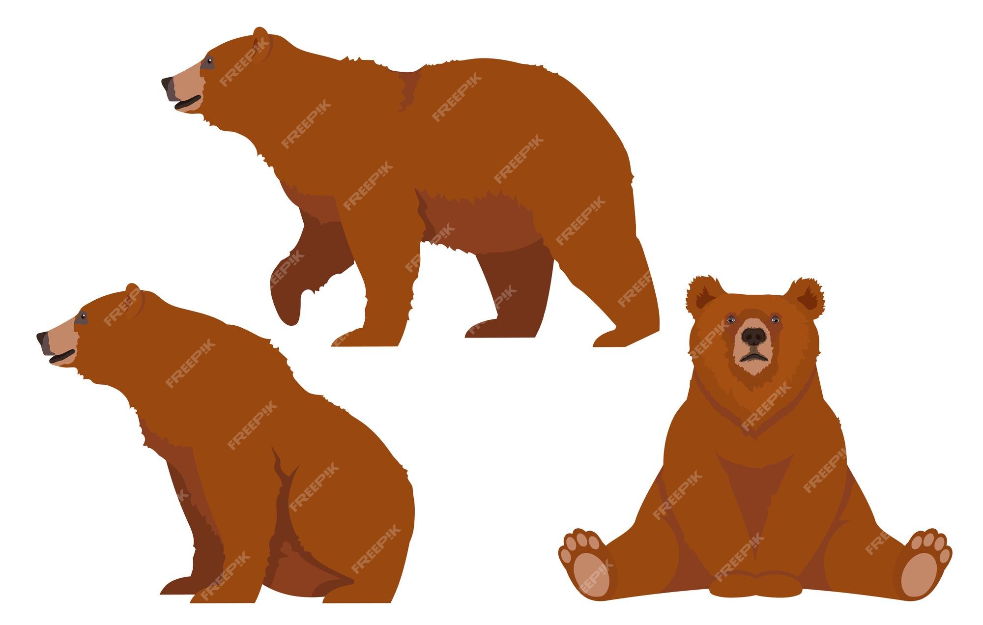 Premium Vector | Brown bear set