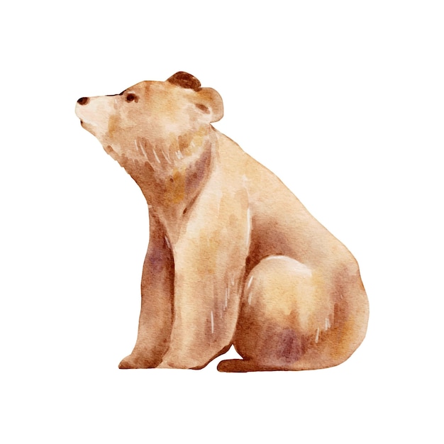 Brown Bear Watercolor Wildlife Bear isolated on white background Woodland Bear animal watercolor illustration