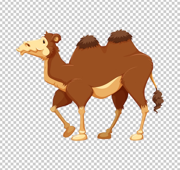 Brown camel on transparent background