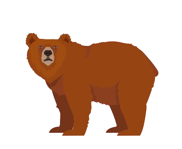 Vector brown or grizzly bear