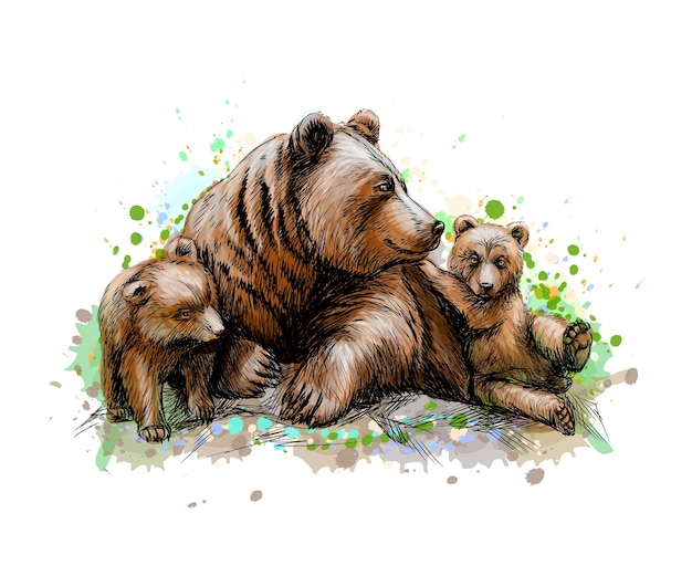 Brown mother bear with her cubs from a splash of watercolor, hand drawn sketch.  illustration of paints