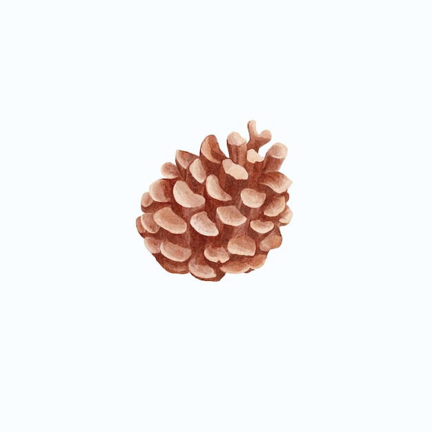 Vector brown pine cone watercolor