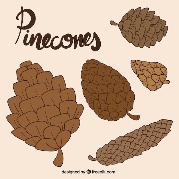 Brown pinecones collection