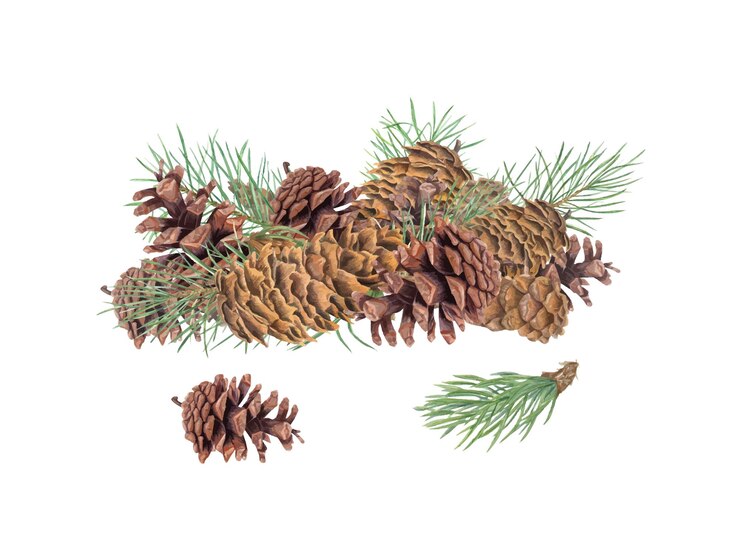 Vector brown pinecones and green pine branches heap of winter decor evergreen with cones watercolor illustration for nature themed projects seasonal designs educational materials about botany