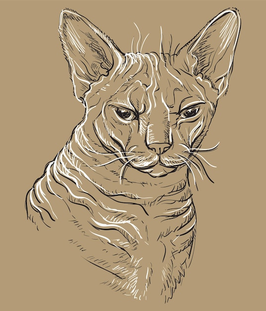 Brown vector cat portrait 3