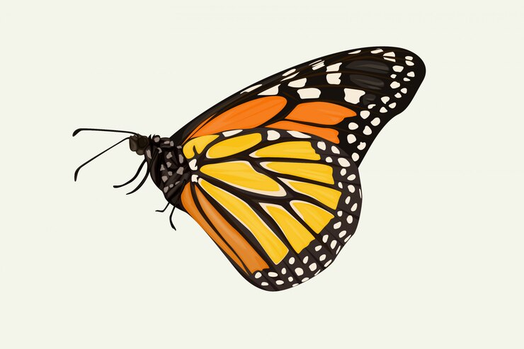 Vector brown winged butterfly hand drawing