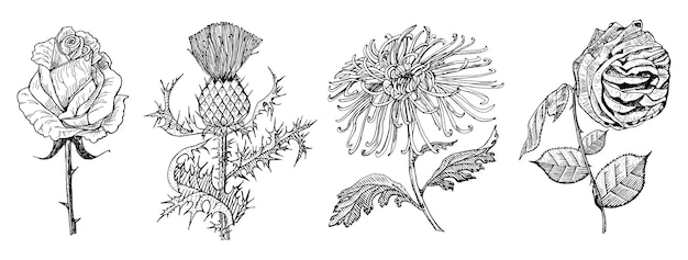 Bruiloft botanische bloemen in de tuin of lente plant Aster dahlia met bladeren en knoppen Klis en kruid medicinale vectorillustratie gegraveerde hand getrokken in oude vintage schets voor kaart