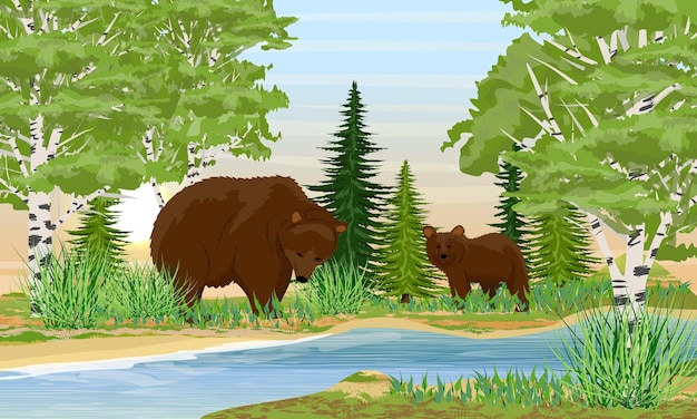 Bruine beer en haar kleine beer bij de rivier Rivieroever met gras berken dennenbomen