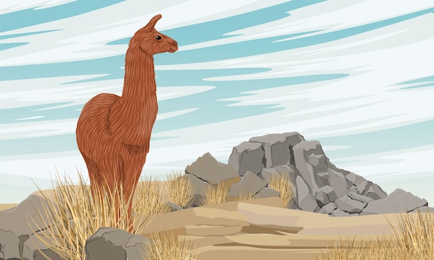 Bruine lama die in een rotsachtige steppe staat met droog gras en stenen Vector realistisch landschap