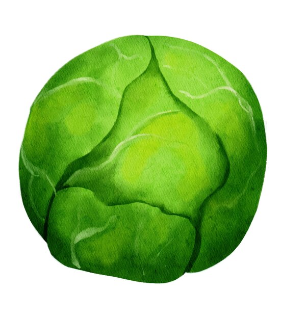 Brussel sprout Watercolor illustration isolated on white background