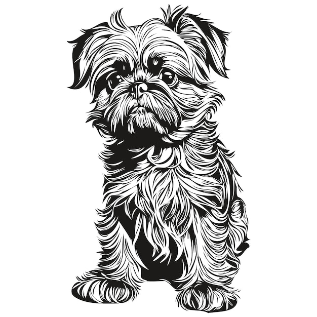 Brussels Griffon dog head line drawing vectorhand drawn illustration with transparent background realistic breed pet