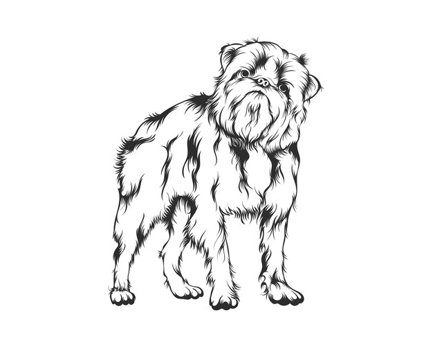 Brussels griffon dog vector illustration, brussels griffon breed vector on white background for t-sh