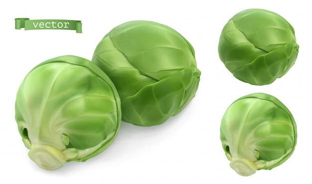 Vector brussels sprout, cabbage. leaf vegetables 3d realistic  objects. food illustration