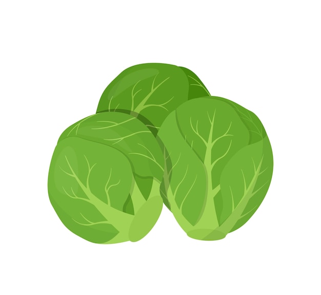 Vector brussels sprouts. vector illustration of vegetarian and healthy vegetables.