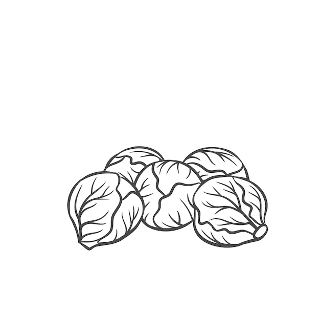 Vector brussels sprouts vegetable outline icon, drawing monochrome illustration