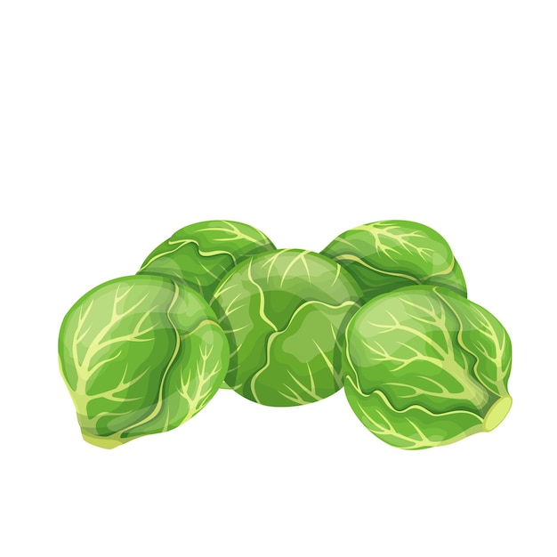 Brussels sprouts vegetables isolated