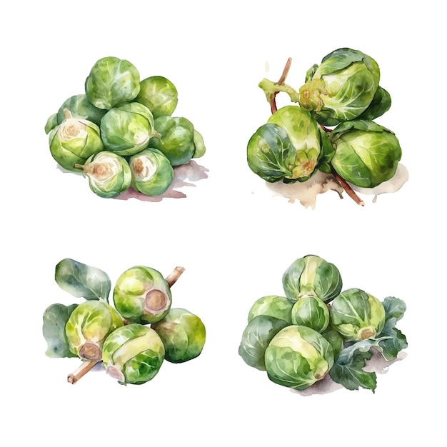 Brussels sprouts watercolor paint