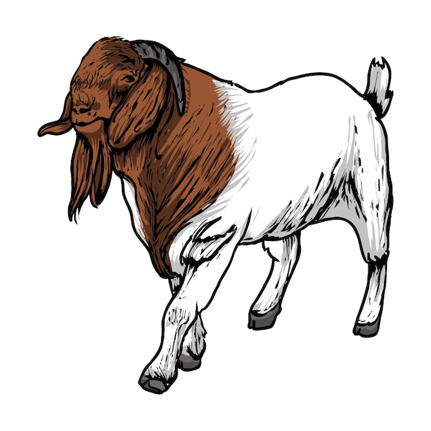 Vettore buck boer goat vector stock2