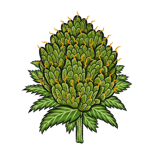 Vector bud vegetal