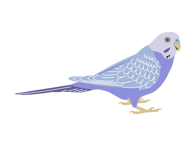 Vector budgerigar violet parrot