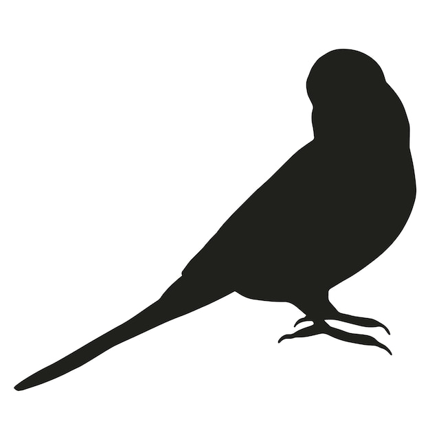 Vector budgie silhouet geïsoleerd op witte achtergrond