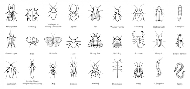 Bug van insect lijn ingesteld pictogram. illustratie insect kever. geïsoleerde lijn pictogram bug en vlieg kever.