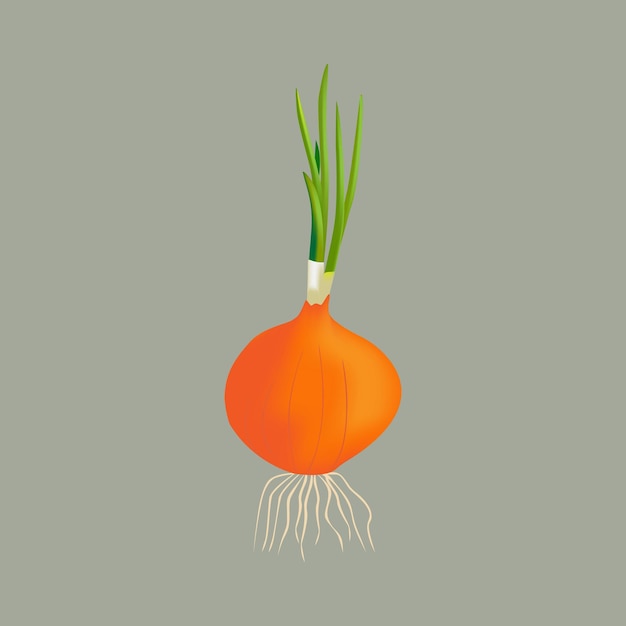 Vector bulb onion with shoots and roots