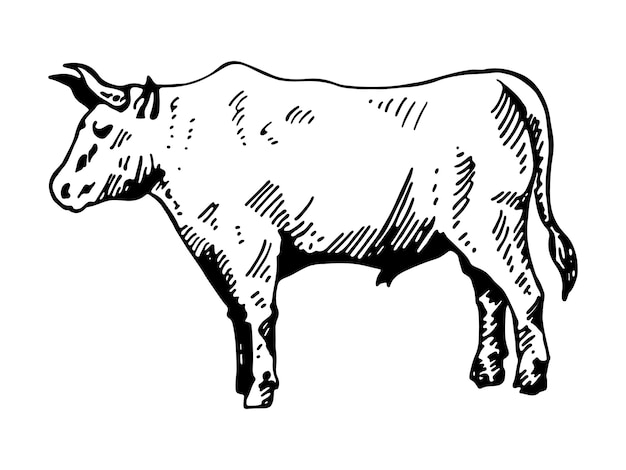 Vector bull illustration hand drawing sketch bull icon