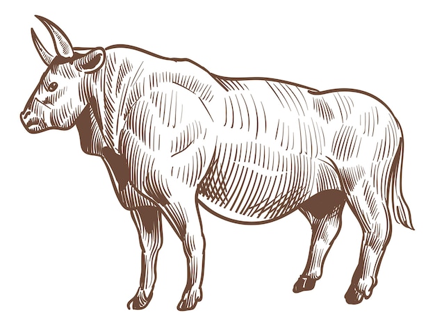 Bull sketch Hand drawn cattle Farm animal