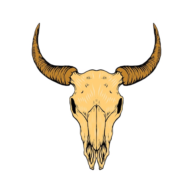 雄牛の頭蓋骨の図