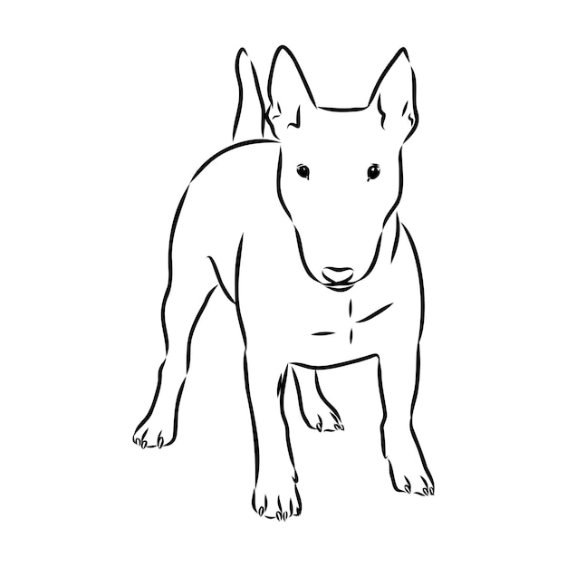 Vettore bull terrier bull terrier divertente faccia in bianco e nero illustrazione vettoriale