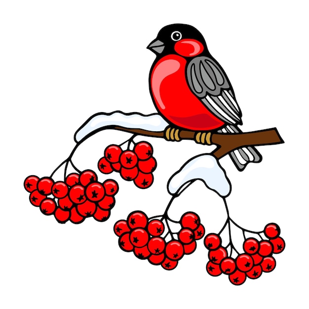 Bullfinch bird on a snow-covered branch of red rowan. Colorful winter illustration, vector