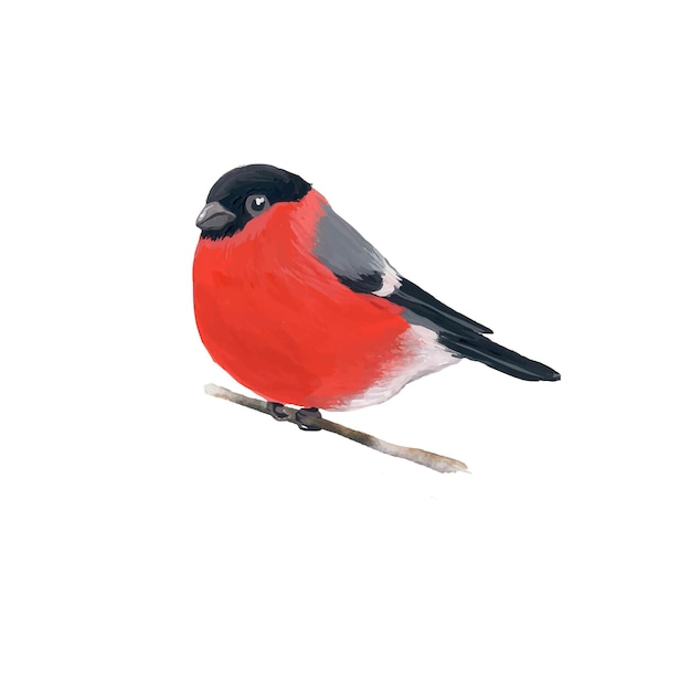 Bullfinch on a branch.  handmade illustration of bird, isolated on white background.