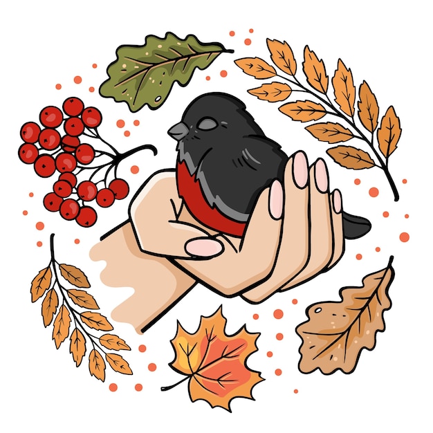 Bullfinch in the palm autumn bird fall nature season forest clip art vector illustration for print