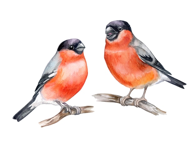 Bullfinches on a branch isolated on white background watercolor illustration